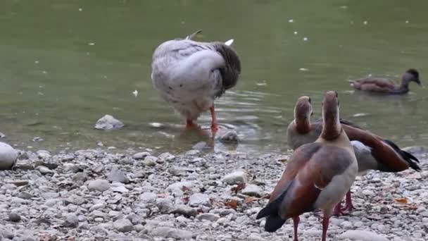 Kaczek na jeziorze — Wideo stockowe