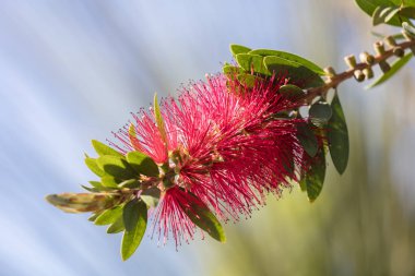 callistemon kırmızı çiçek çiçeklenme