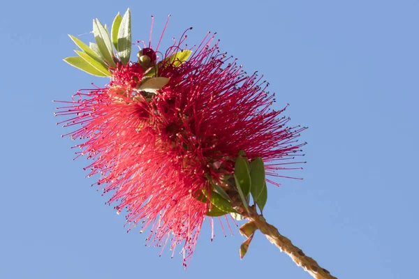 Callistemon fiore rosso in fiore — Foto Stock