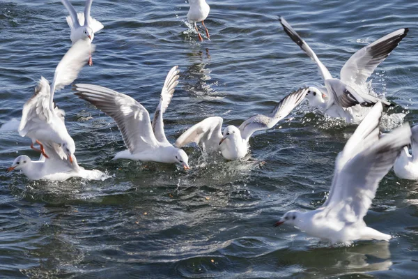 Seagull flying on sea — Stock Photo, Image