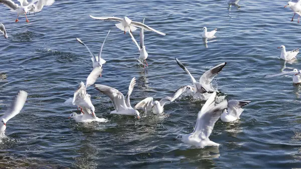 Seagull flying on sea — Stock Photo, Image