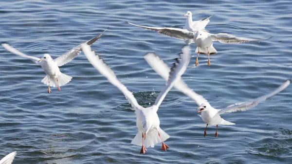 Gabbiano che vola in mare — Foto Stock