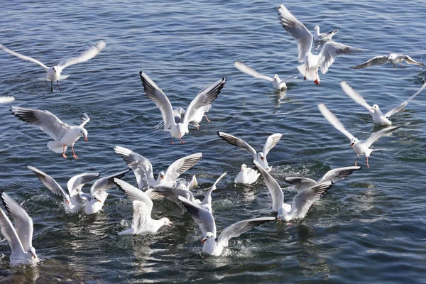 Чайка летает по морю — стоковое фото
