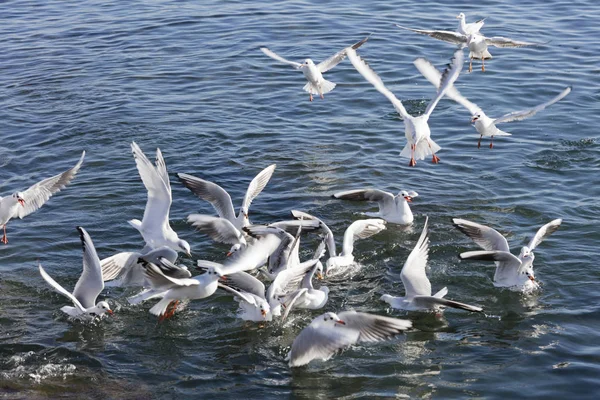 Gabbiano che vola in mare — Foto Stock