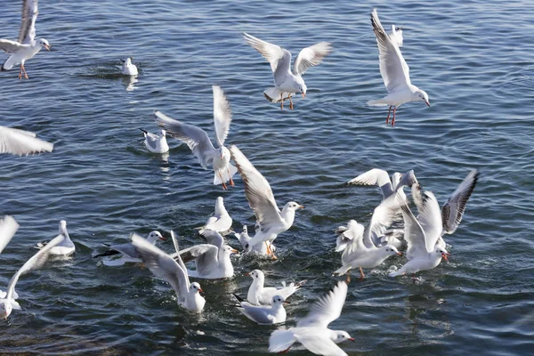 Чайка літає на морі — стокове фото