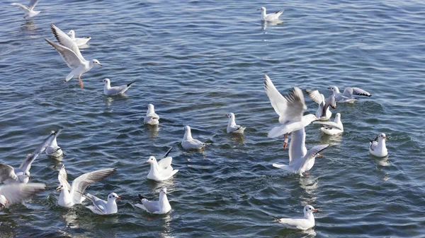 Möwe fliegt auf See — Stockfoto