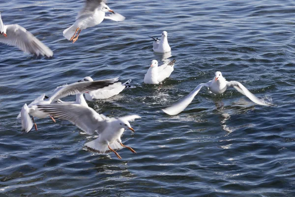 Seagull flying on sea — Stock Photo, Image