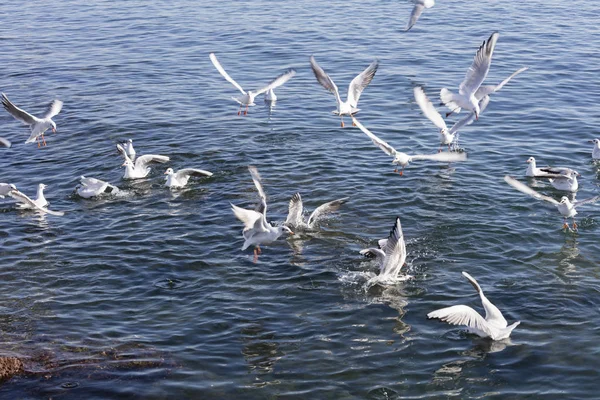 Möwe fliegt auf See — Stockfoto