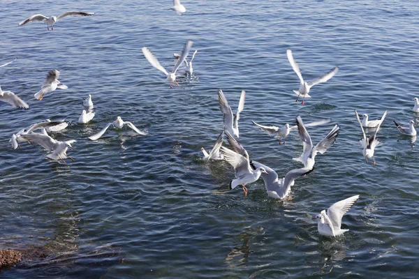 Möwe fliegt auf See — Stockfoto