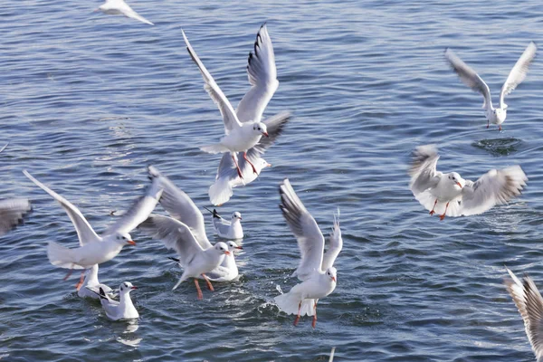 Seagull vliegen op zee — Stockfoto