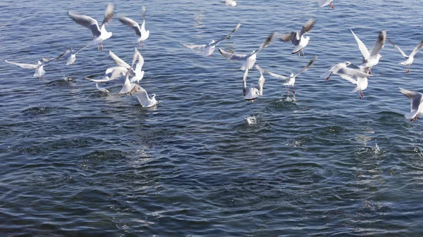 Gaivota voando no mar — Fotografia de Stock