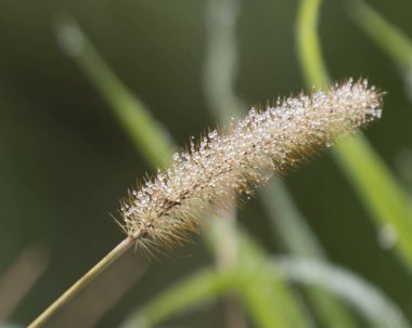 kır çiçeği üzerinde çiy damlaları