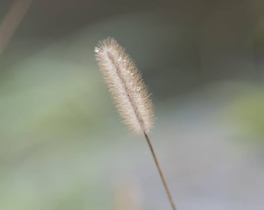 kır çiçeği üzerinde çiy damlaları