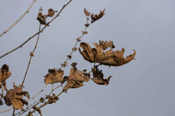 Эффектные осенние цвета листьев — стоковое фото