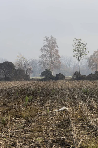 Boom in de herfst mist — Stockfoto