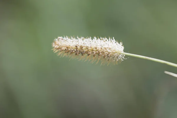 Krople rosy na wildflower — Zdjęcie stockowe