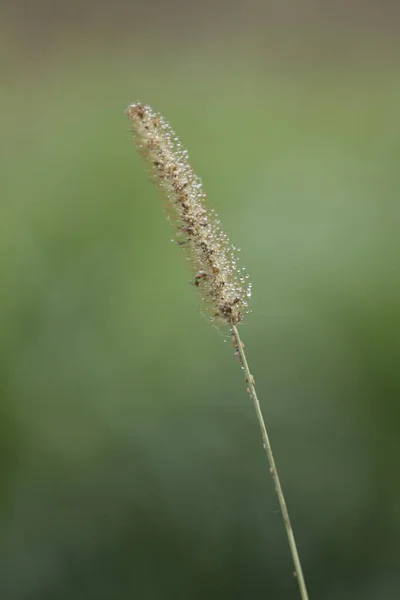 Dew drops on wildflower — Stock Photo, Image