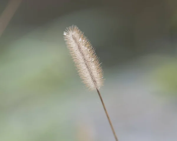 野生の花の露滴 — ストック写真
