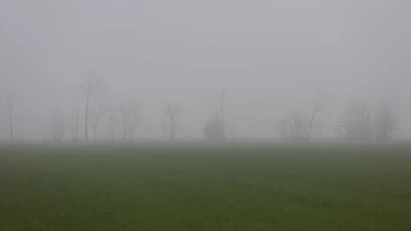 秋雾中的树 — 图库照片