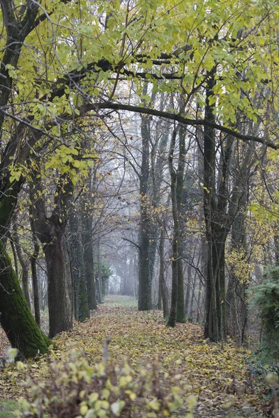 Promenade dans la forêt d'automne avec brume — Photo