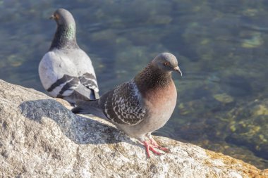Göl kenarında güvercin