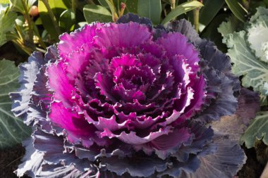 Bahçede süslü lahana