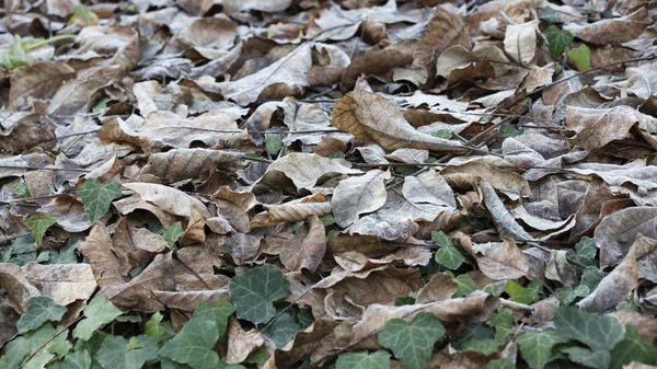 Geada em folhas em inverno — Fotografia de Stock