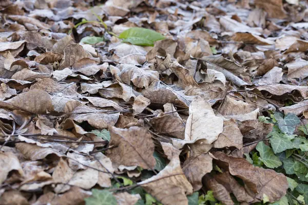 Gelo sulle foglie in inverno — Foto Stock