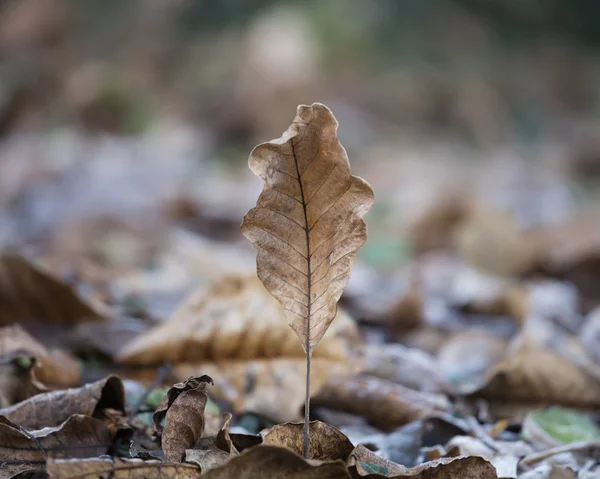 Mróz liści w zimie — Zdjęcie stockowe