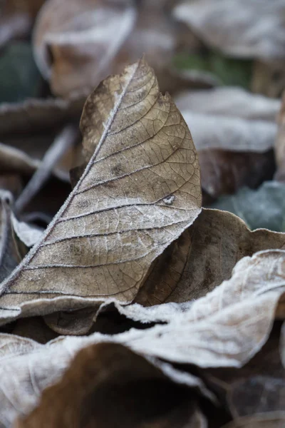 Geada em folhas em inverno — Fotografia de Stock