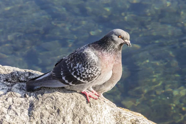 Göl kenarında güvercin — Stok fotoğraf