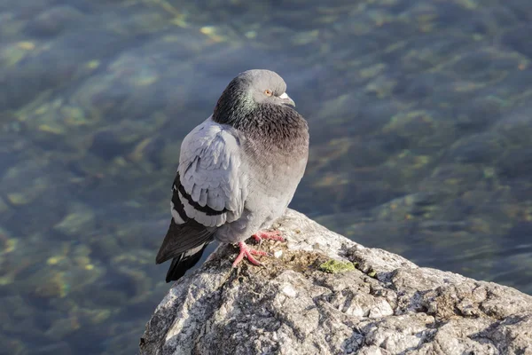 Pigeon on lake — Stock Photo, Image