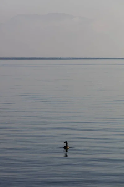 Canard sur le lac — Photo