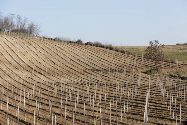 Campo cultivado no inverno — Fotografia de Stock