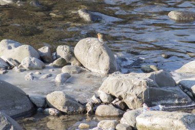 rock Nehri üzerinde kuş