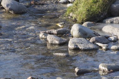 rock Nehri üzerinde kuş