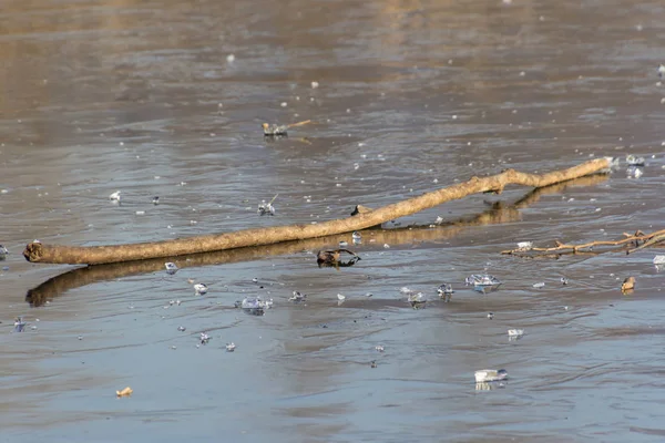 Суха гілка на крижаній воді озера — стокове фото