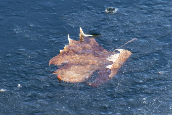 Leaf on the icy lake water — Stock Photo, Image