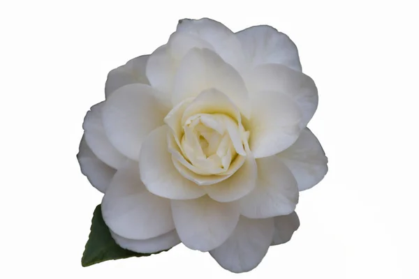 Na białym tle białych róż — Zdjęcie stockowe
