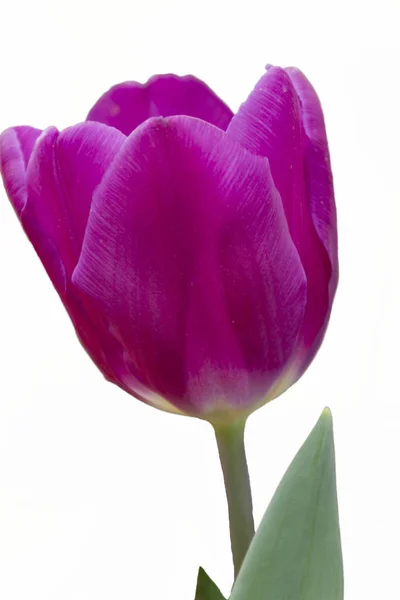 Isolierte Tulpe im Garten — Stockfoto