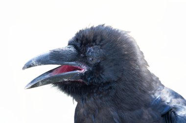 beyaz zemin üzerine konuşan kuzgun