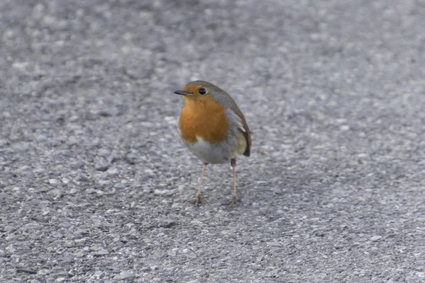 Cute robin on street — Stock Photo, Image