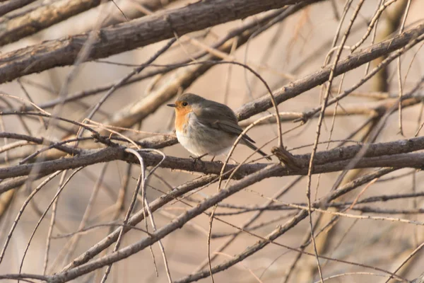 Robin en el árbol — Foto de Stock