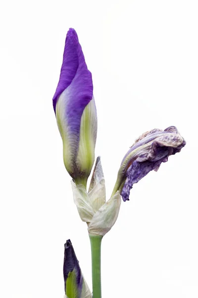 Íris isolada gladiolus no jardim — Fotografia de Stock