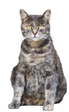 İzole meraklı kedi