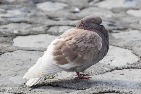 Pigeon in the street — Stock Photo, Image