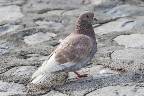 Pigeon in the street — Stock Photo, Image