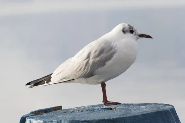 Måsen på sjön — Stockfoto