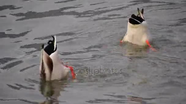 Patos comida pesca en el lago — Vídeos de Stock