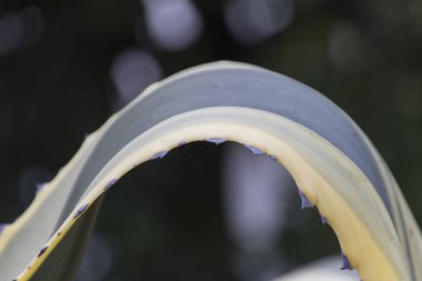 arka plan olarak Aloe Yaprak